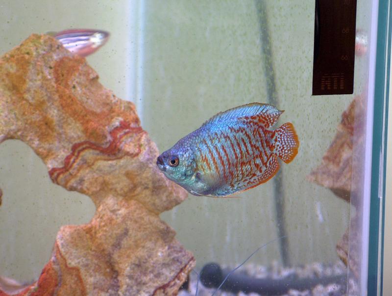 gourami 2