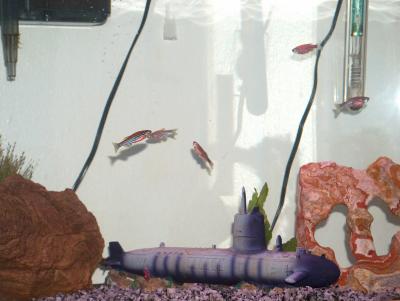 Fish Tank 2- Zebra Danios, Neon Blue Dwarf Gouramis, blue crayfish, algae eater