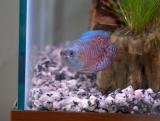 neon blue dwarf gourami