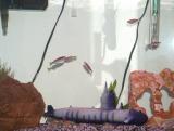 zebra danios- these move too fast to get a good picture of
