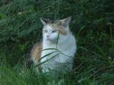 DSC02229.JPG