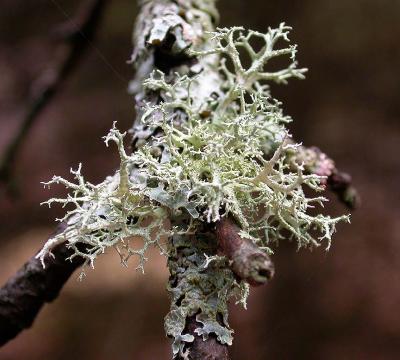 lichen on branch