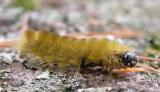 Yellow caterpillar 2