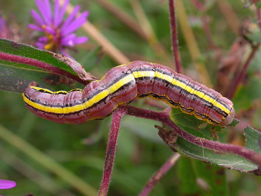Aster caterpillar