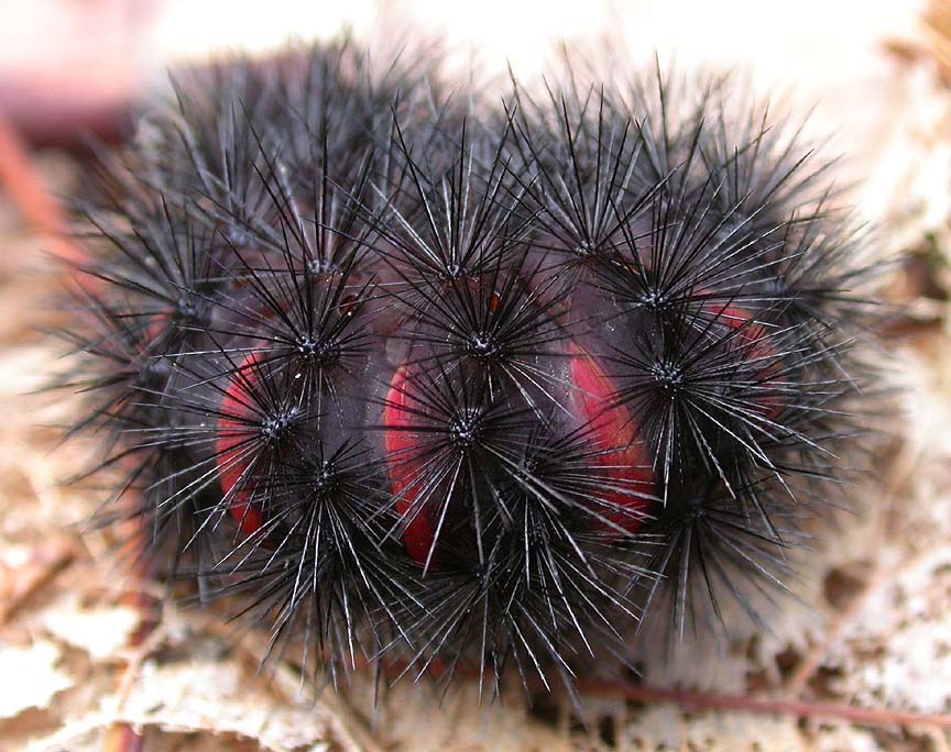 Leopard moth  -- <i>Hypercompe scribonia</i> -- caterpillar -- view 1