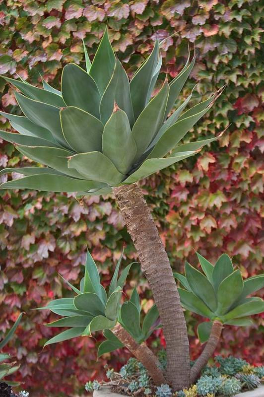 Agave*