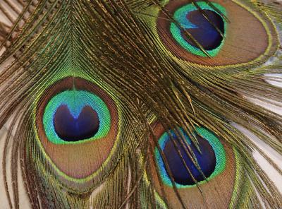 Peacock Feathers (*)