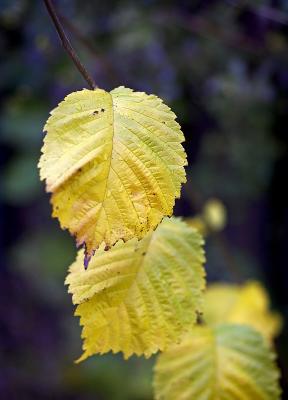 Fall*