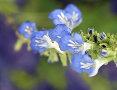 Shallow Blue by B. Love *