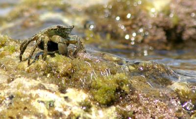 Crab
