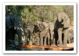 <b>At the Watering Hole ...er... Swimming Pool</b><br>by Eric Lamont *