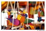 <b>Parrots</b> *