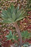 Agave*