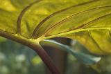 Big Leaf *