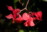 Begonia *