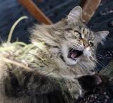 The Attack (*)