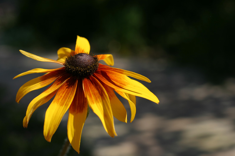 Solitary Daisy