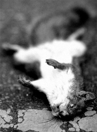 <b>Death*</b> </br> WARNING DEAD ANIMAL