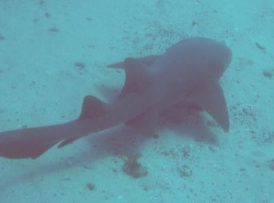diver's nightmare (1)