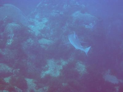 diver's nightmare (2)