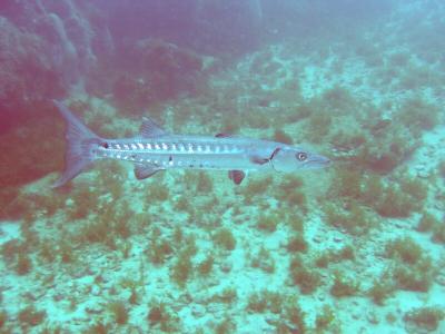 barracuda