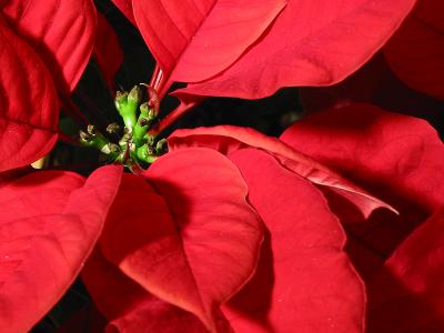 Poinsettia