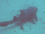 divers nightmare (1)
