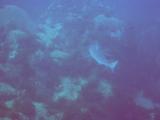 divers nightmare (2)