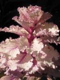 Ornamental Cabbage