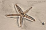 At Home IN The Sand<br>by Markjay