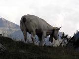 Free in the Mountain *
