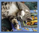 Wigged Out on Catnip