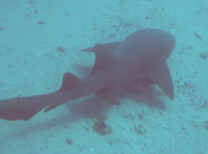 divers nightmare (1)