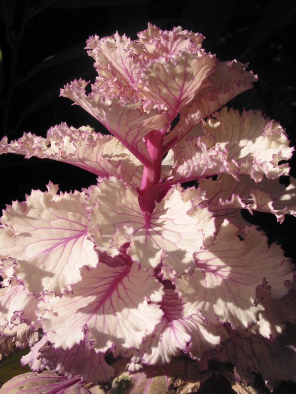 Ornamental Cabbage