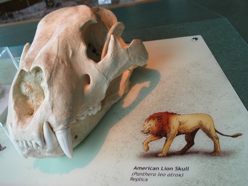 American Lion Skull