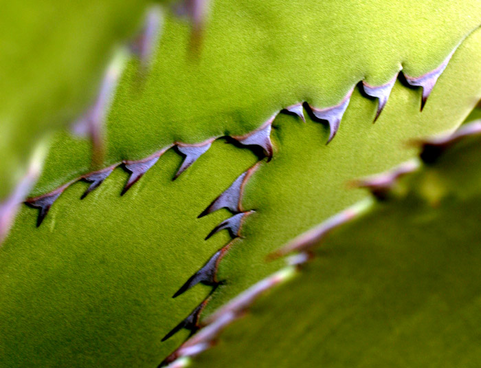 Agave *