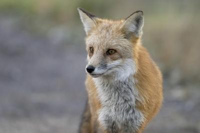 8116_prospect park - red fox.jpg