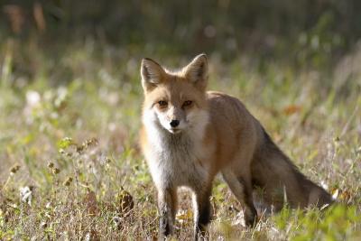 8128_prospect park - red fox.jpg