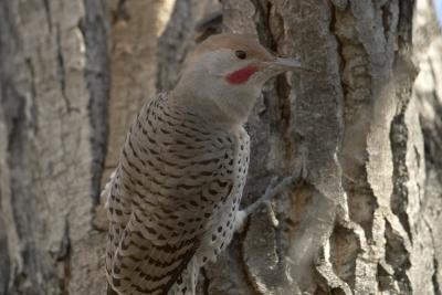 8147_prospect park - woodpecker.jpg