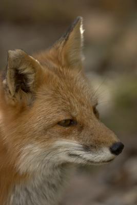 Colorado Foxes