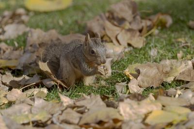 8192_prospect park - squirrel.jpg