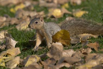 8198_prospect park - squirrel.jpg
