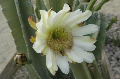 cactusflower.JPG
