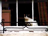 Cat In Window