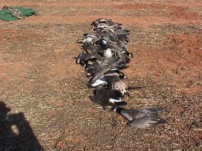 27birdsnline.JPG