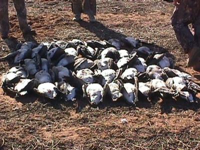 28birds.JPG