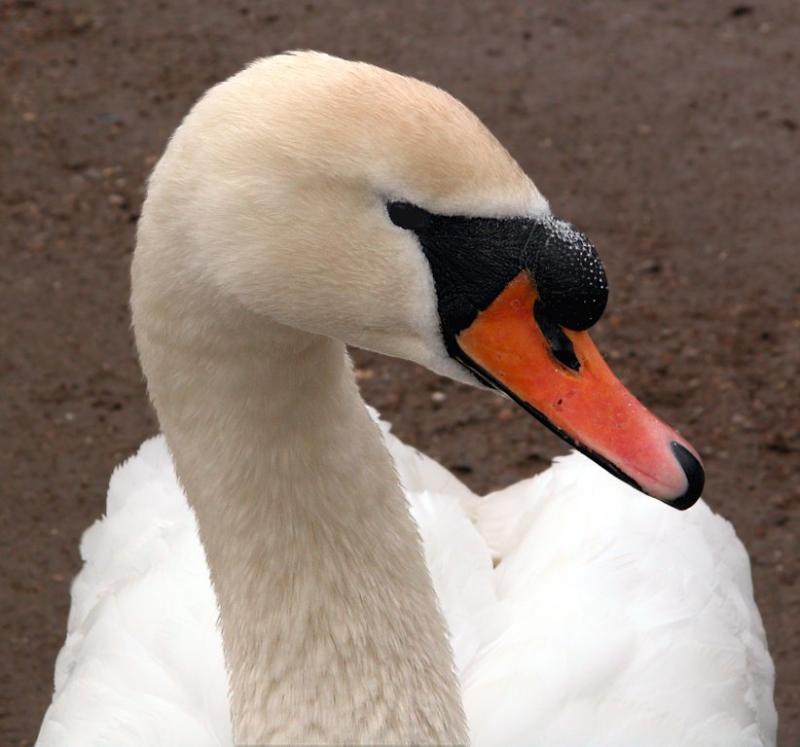 Friendly Swan