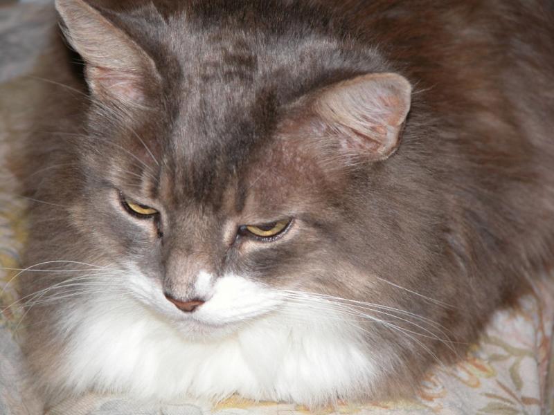 Roxy deep in thought