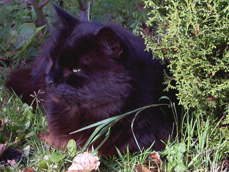 Tom guards the garden