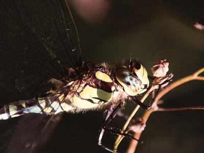 u21/davecq/medium/9634801.DragonFly.jpg